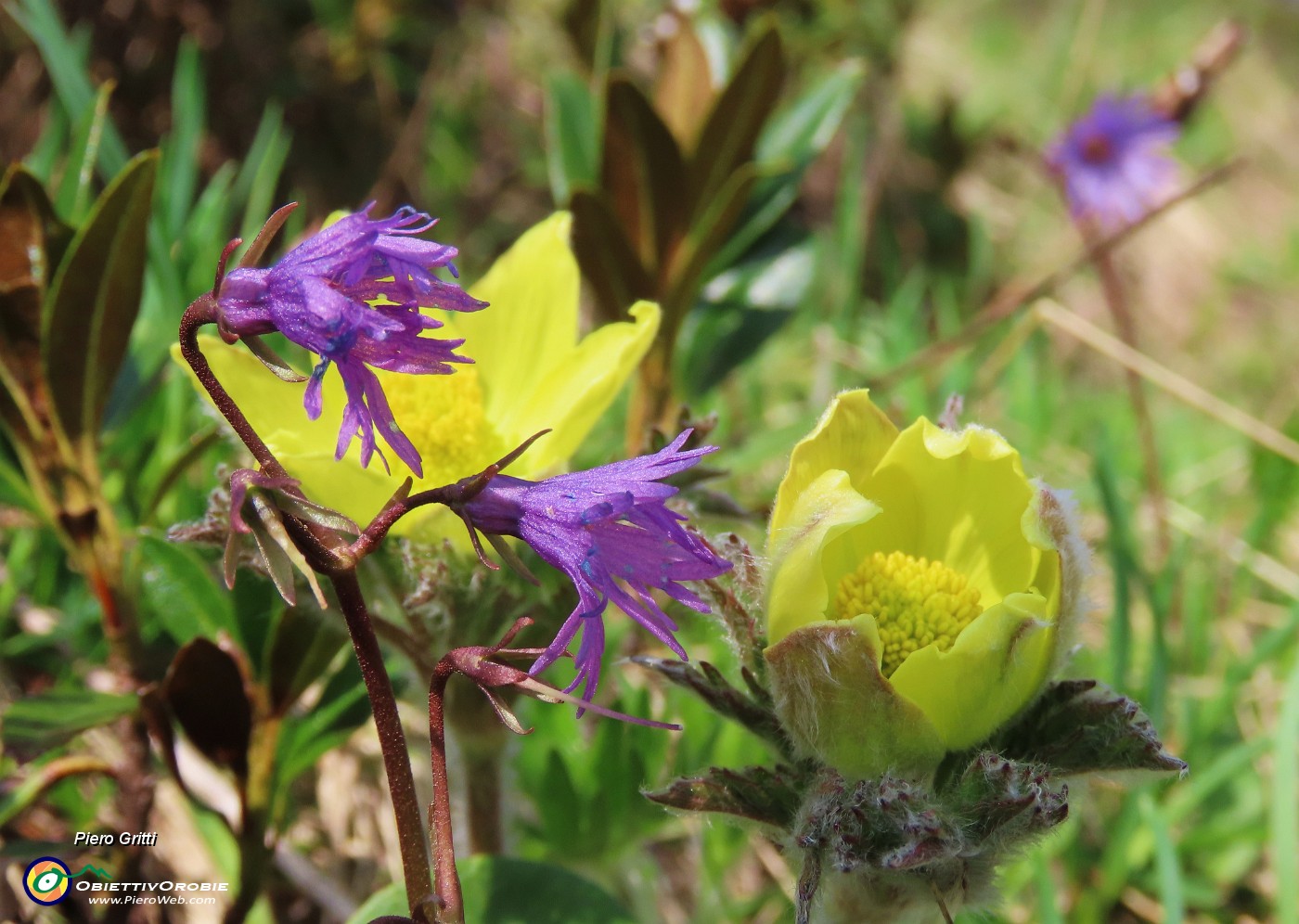 27 Soldanella alpina con Anemone sulfureo .JPG